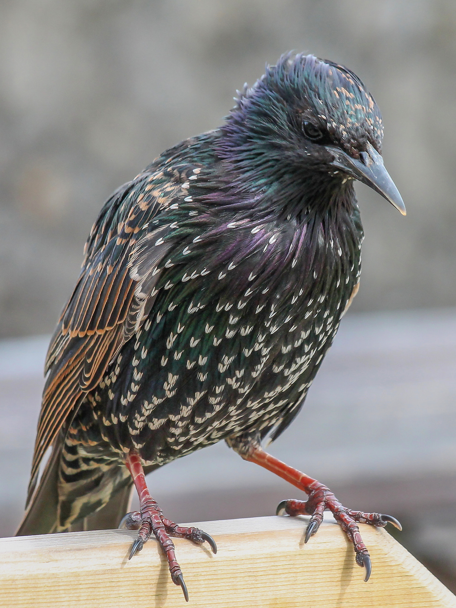 Canon EF 70-300mm F4-5.6 IS USM sample photo. Starling cornwall august photography