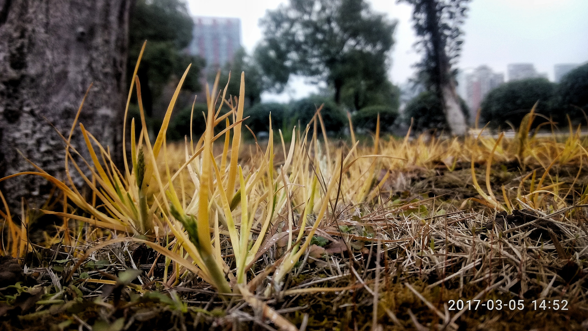 Meizu m3 note sample photo. My forest photography