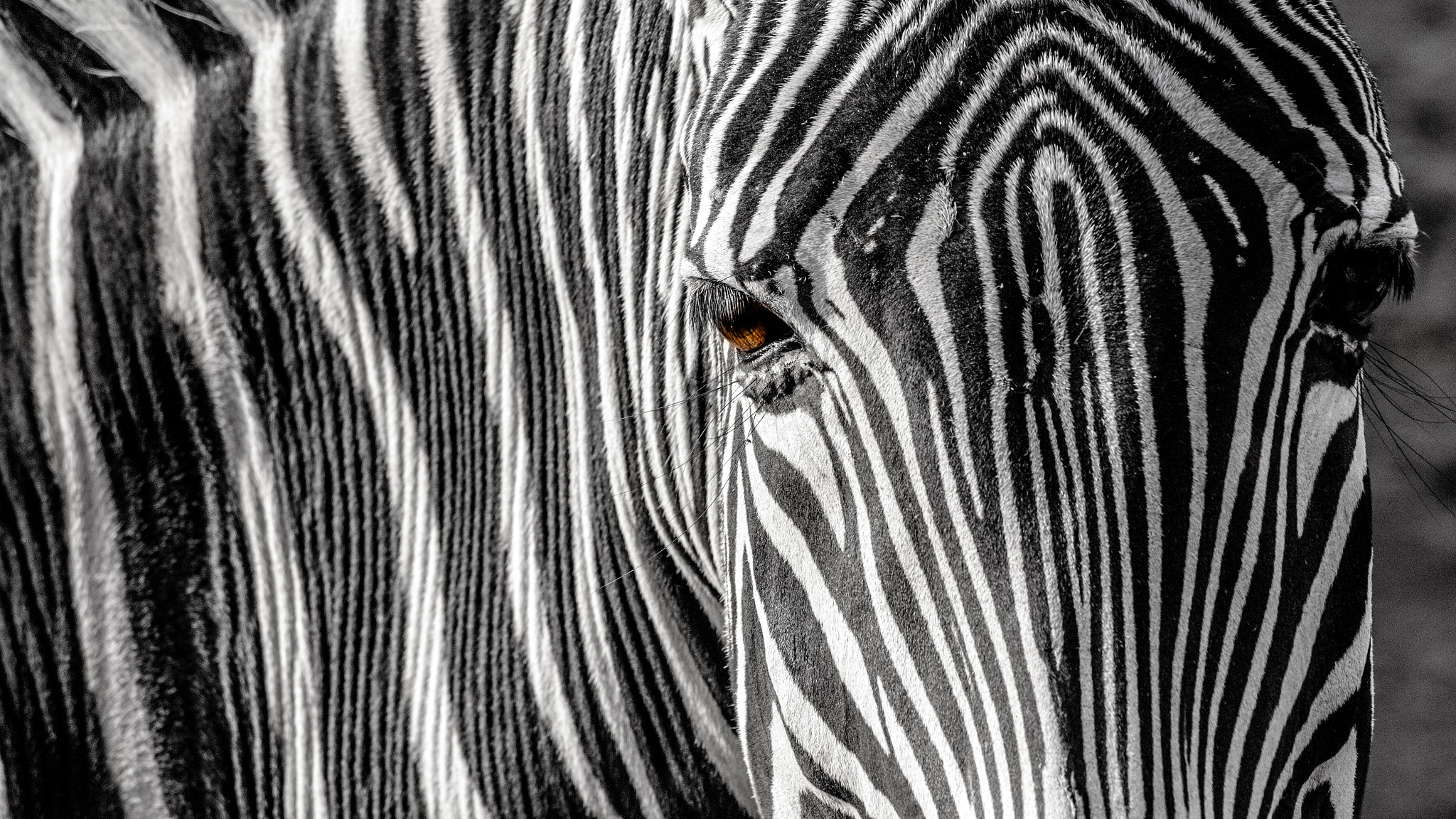 Canon EOS 650D (EOS Rebel T4i / EOS Kiss X6i) sample photo. Zebra photography