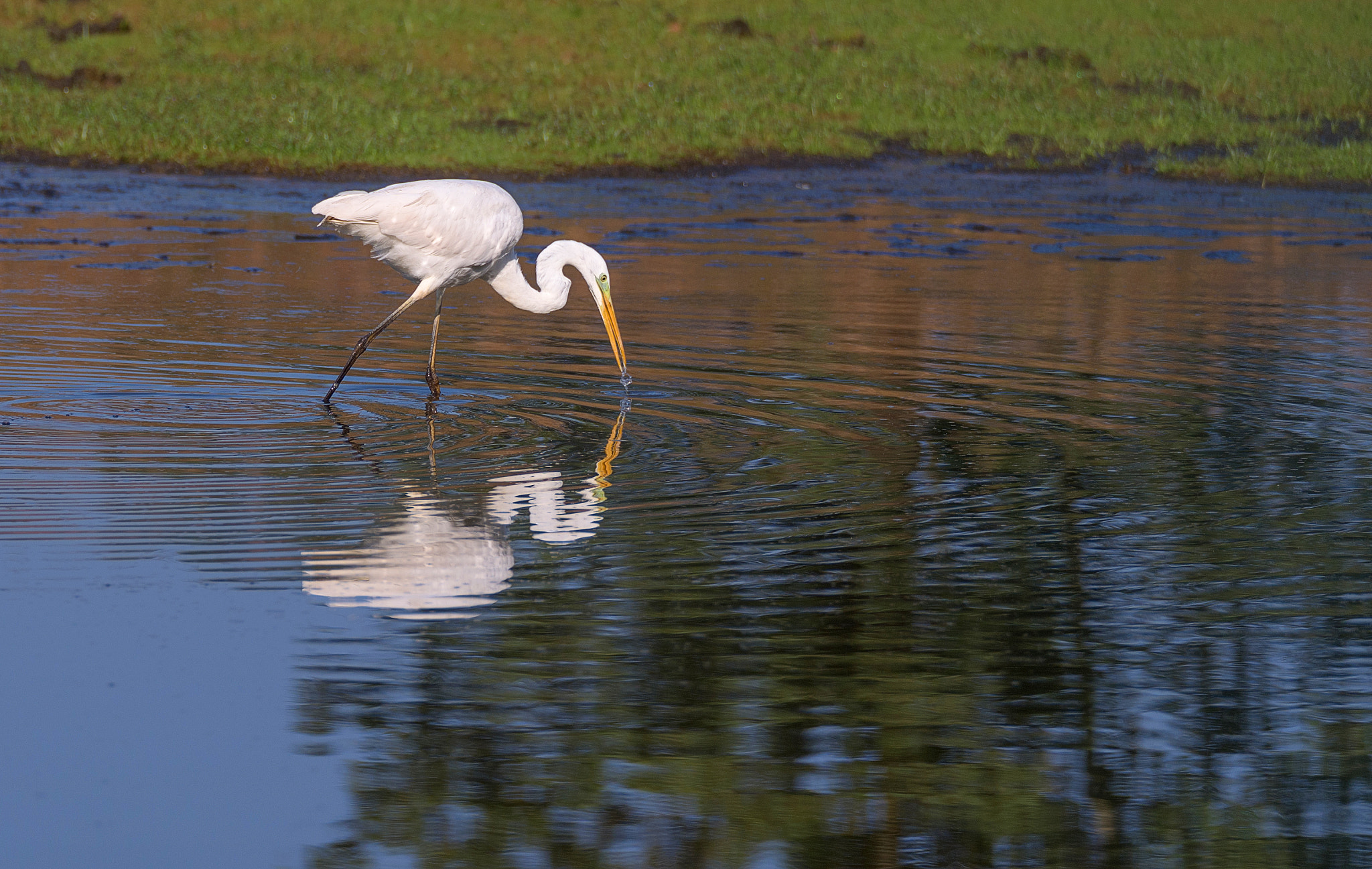 Sigma 150-600mm F5-6.3 DG OS HSM | S sample photo. Fishing great egret photography