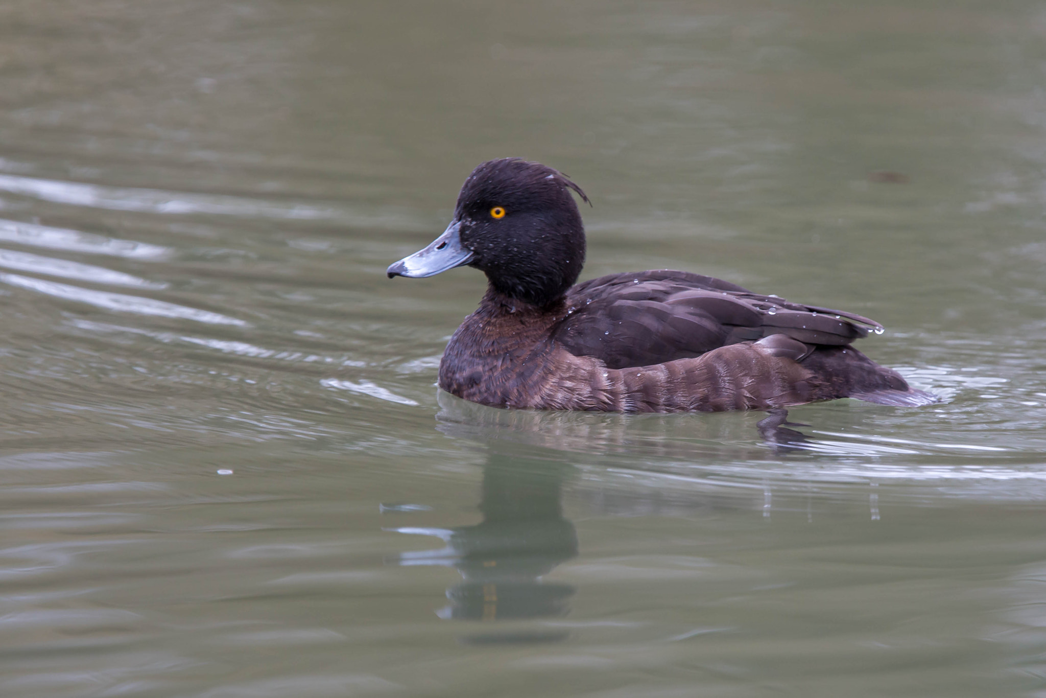 Canon EF 300mm F2.8L IS USM sample photo. Fuligule morillon femelle photography
