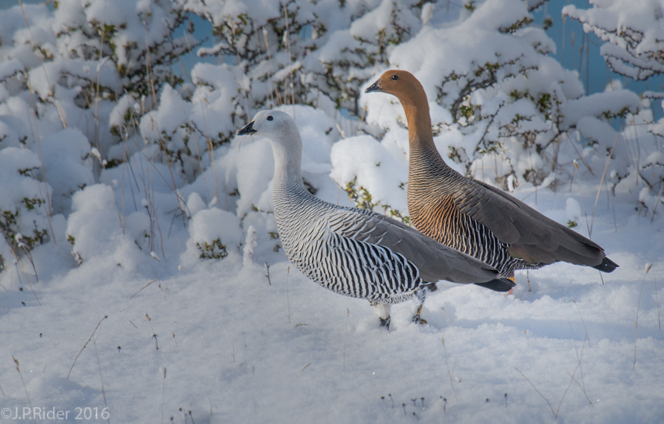 Nikon D810 + Nikon AF-S Nikkor 500mm F4G ED VR sample photo. Chloephaga picta photography