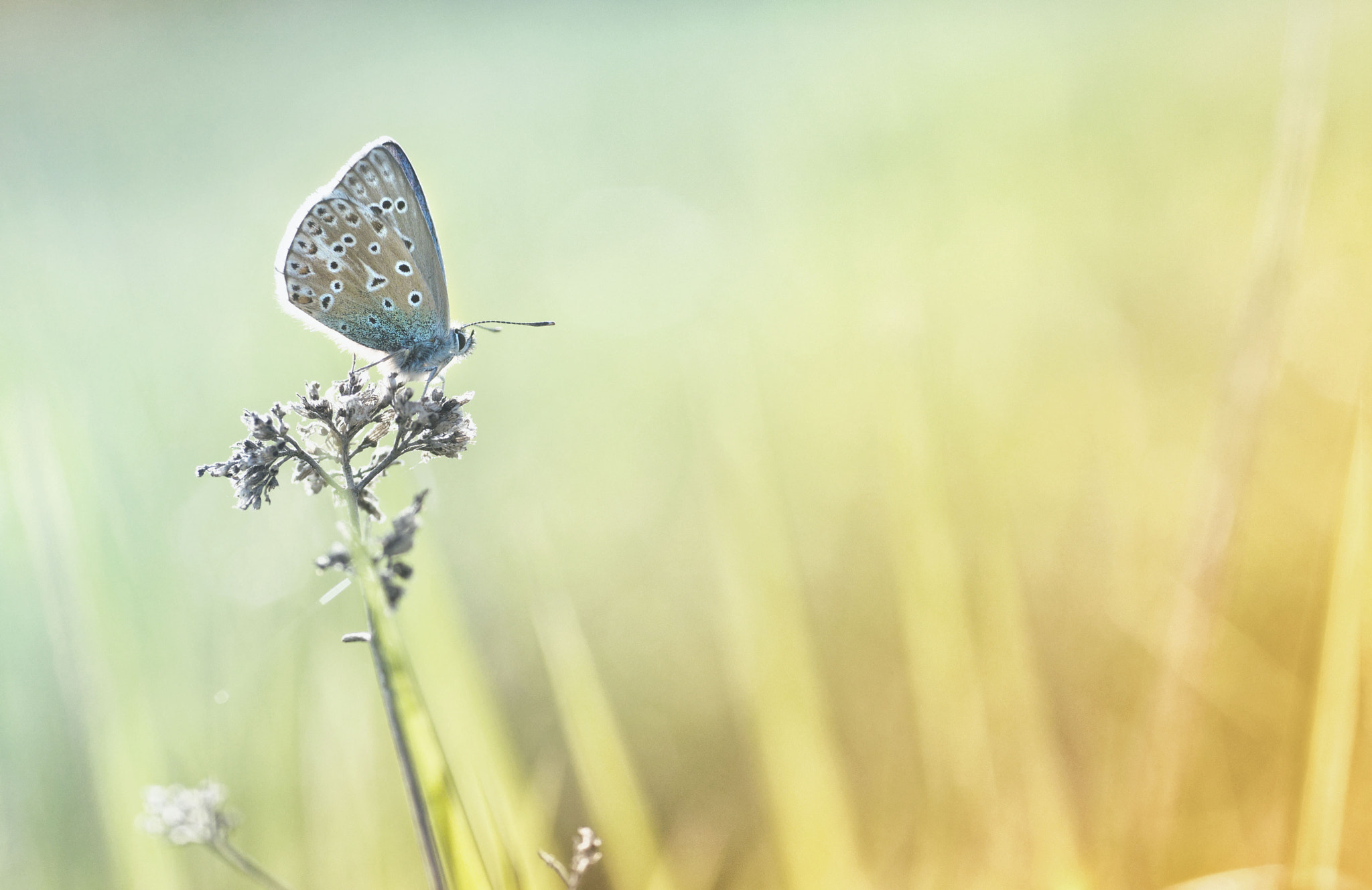 Nikon D90 sample photo. Butterfly photography