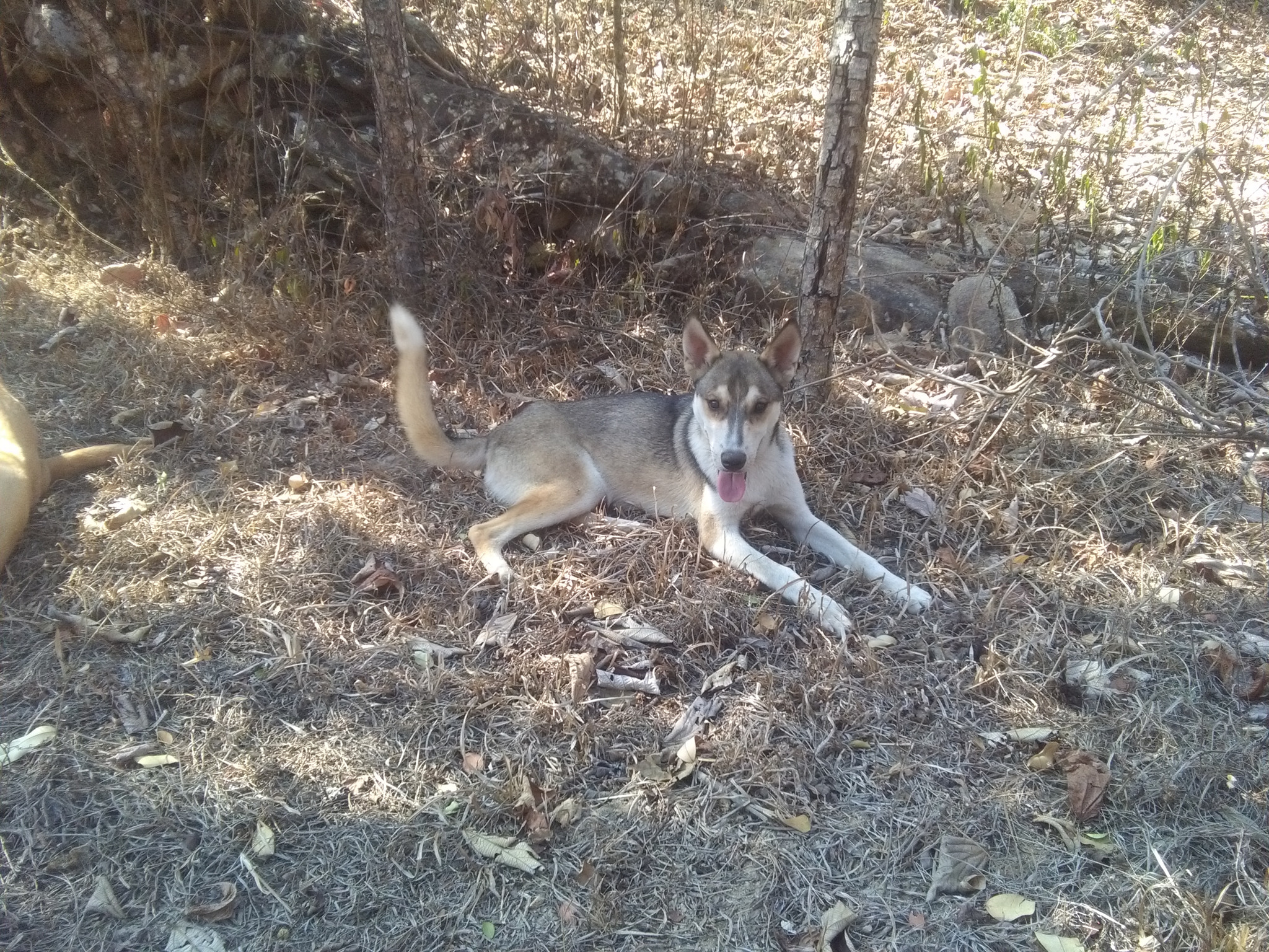 HUAWEI Y6 sample photo