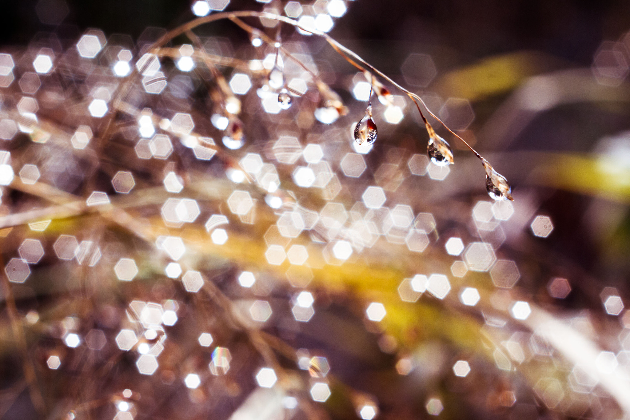 Canon EF 35-80mm f/4-5.6 sample photo. 水滴 photography
