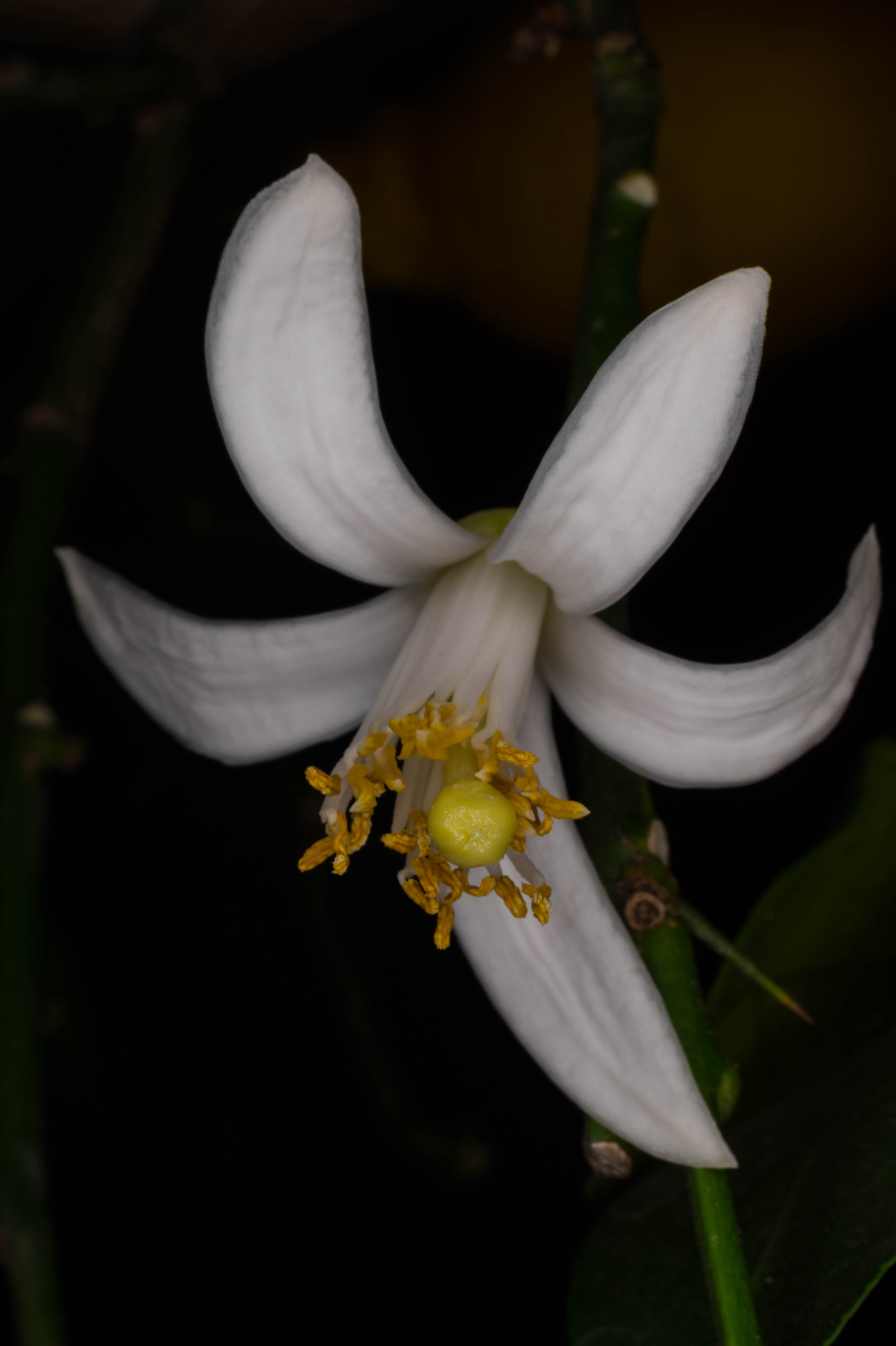 Nikon AF-S DX Micro Nikkor 40mm F2.8 sample photo. Flower photography