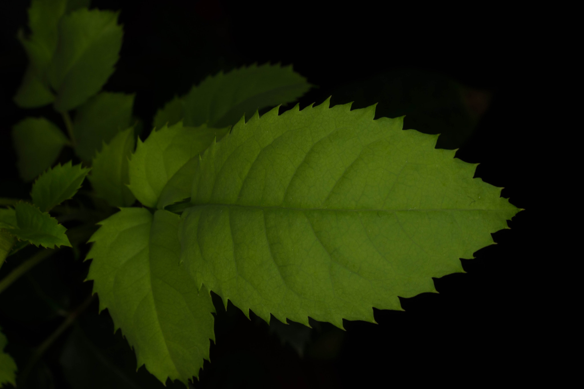 Nikon AF-S DX Micro Nikkor 40mm F2.8 sample photo. Rose leaf photography