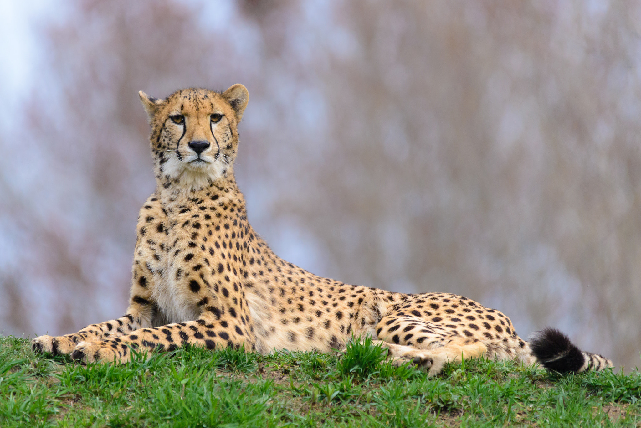 Nikon D600 + Sigma 150-500mm F5-6.3 DG OS HSM sample photo. Cheetah photography