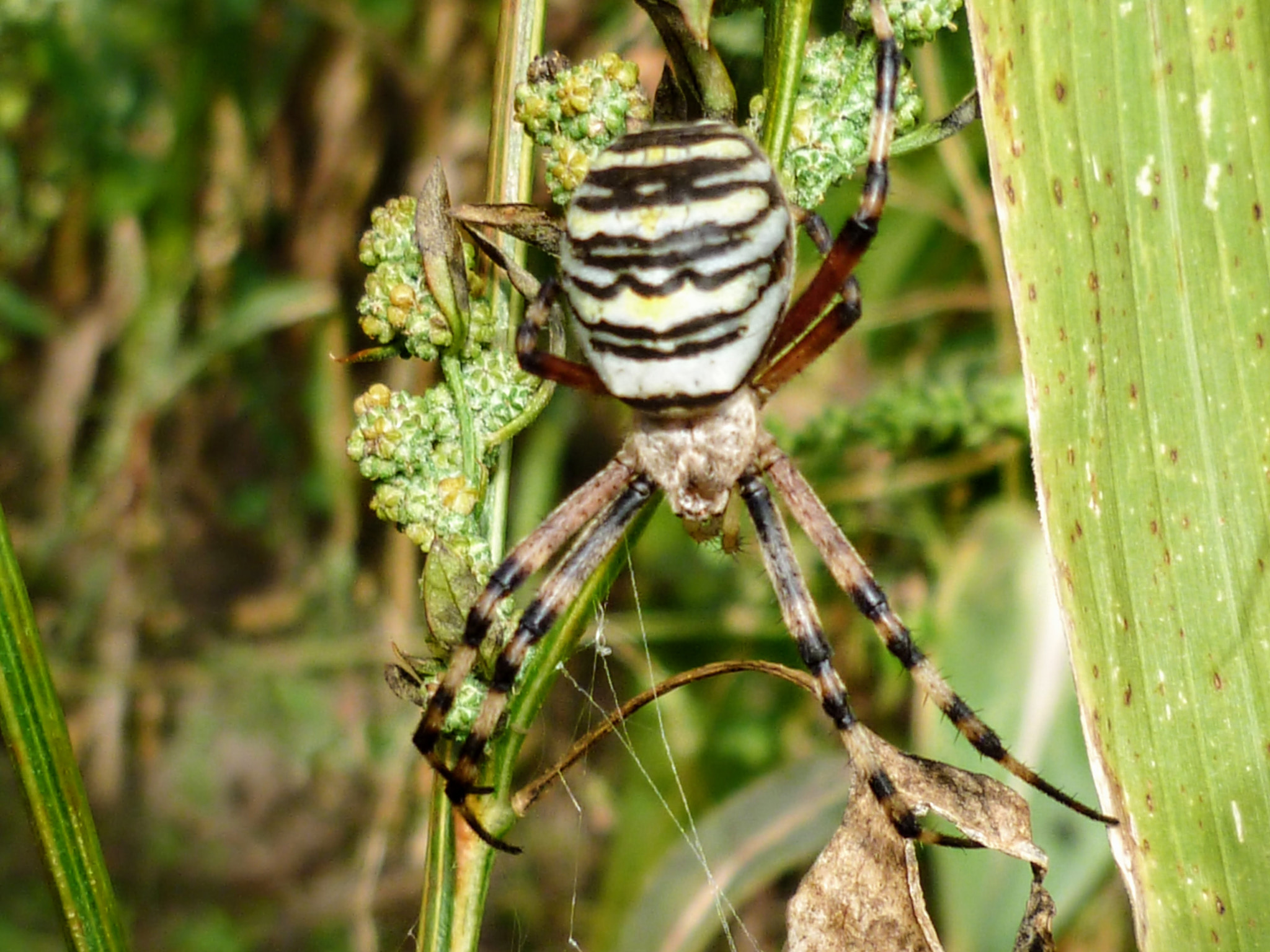 Panasonic DMC-FS10 sample photo. Tigerspider or waspspider photography