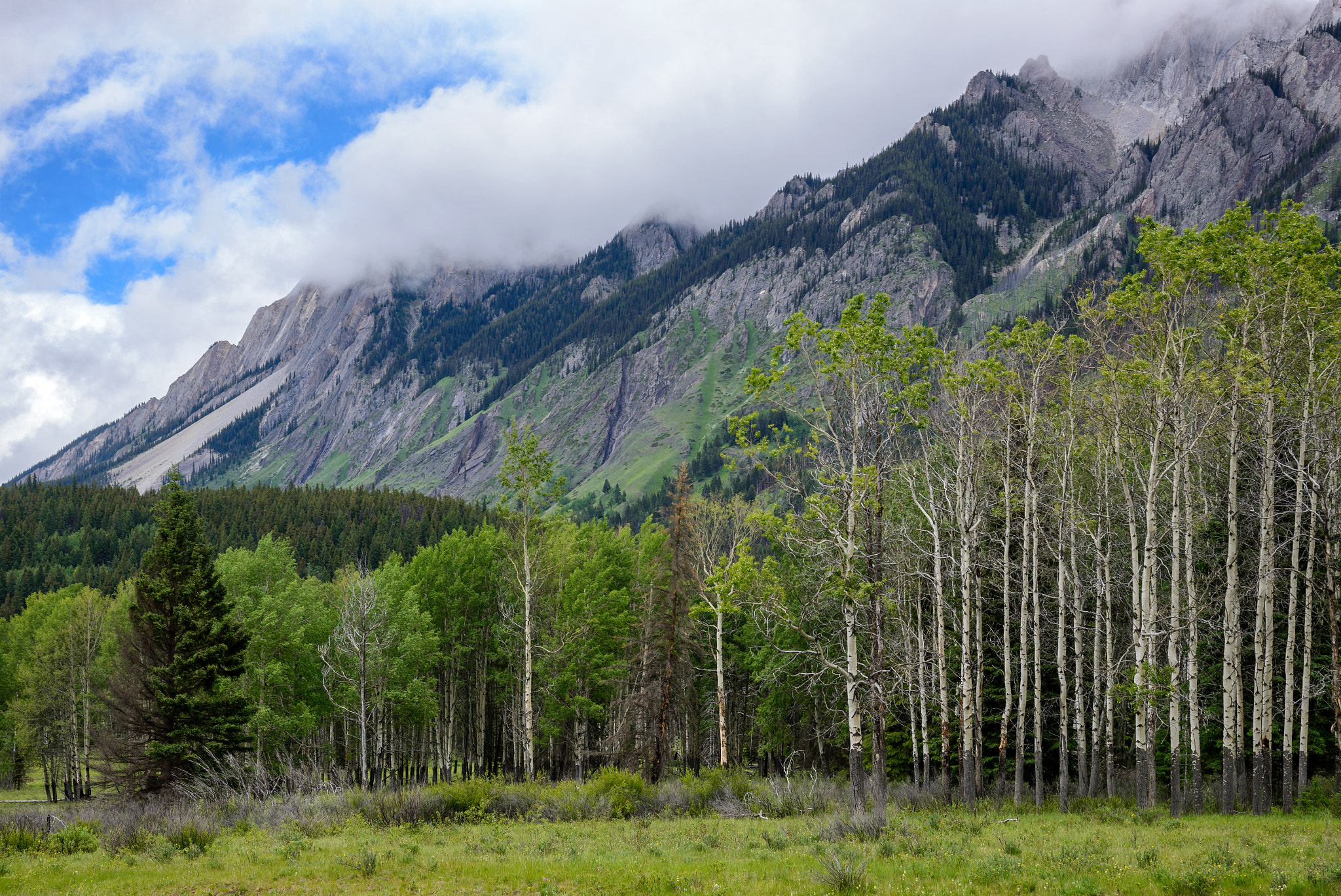 Nikon AF-S Nikkor 24-120mm F4G ED VR sample photo. Aspen, pine trees and mountains along the bow valley parkway, ba photography