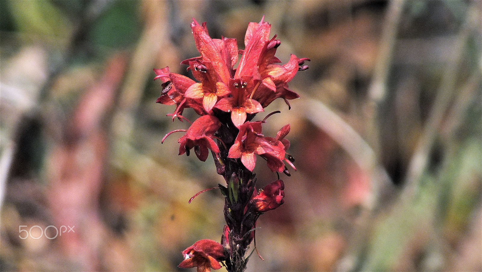 Fujifilm FinePix HS28EXR sample photo. Exclusive wild flower photography