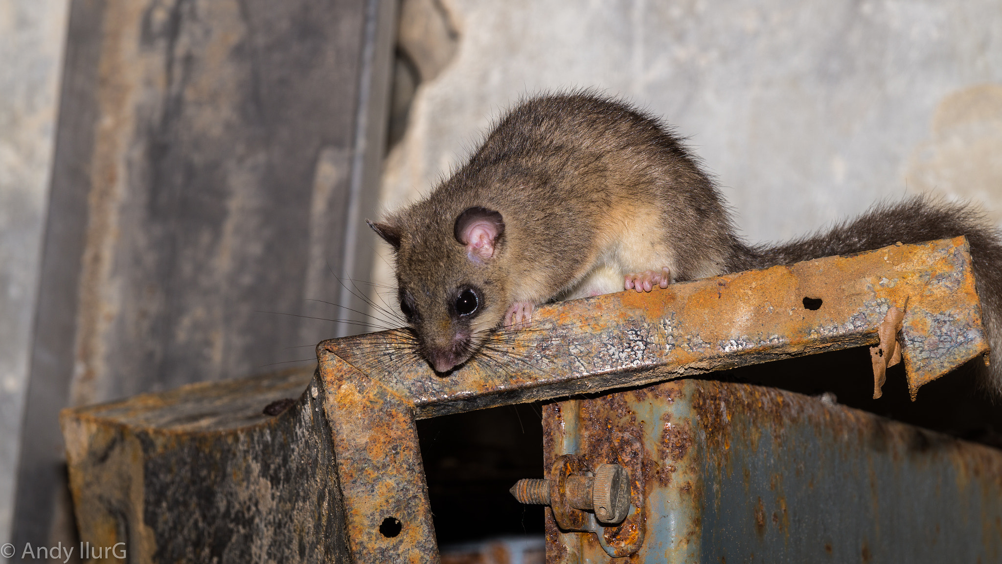 Sony DT 18-135mm F3.5-5.6 SAM sample photo. Edible dormouse photography