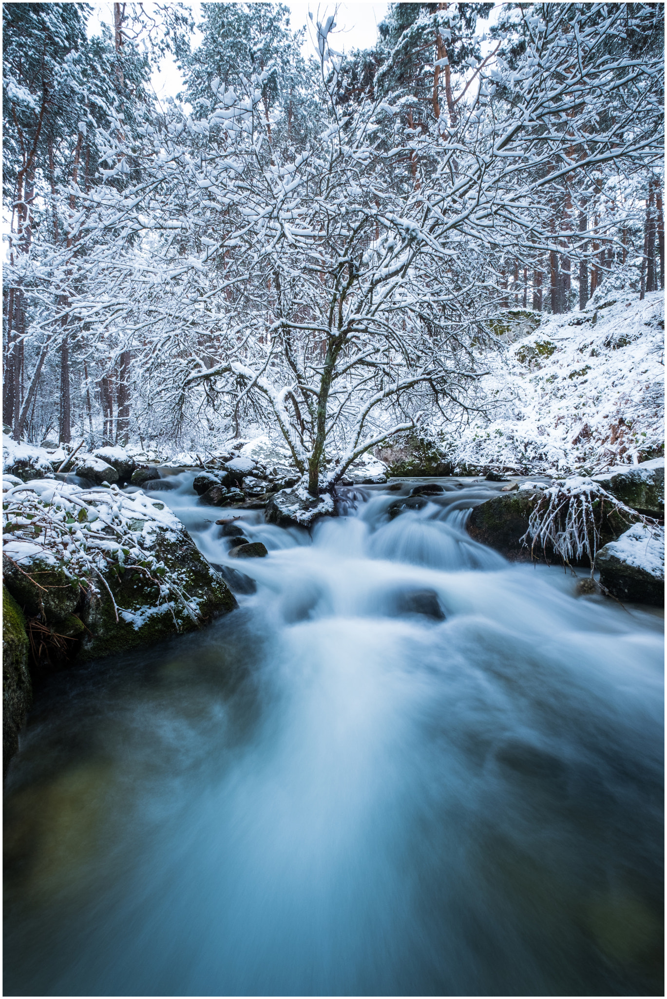 Fujifilm X-Pro2 + Fujifilm XF 10-24mm F4 R OIS sample photo. Whater tree and snow 4 photography