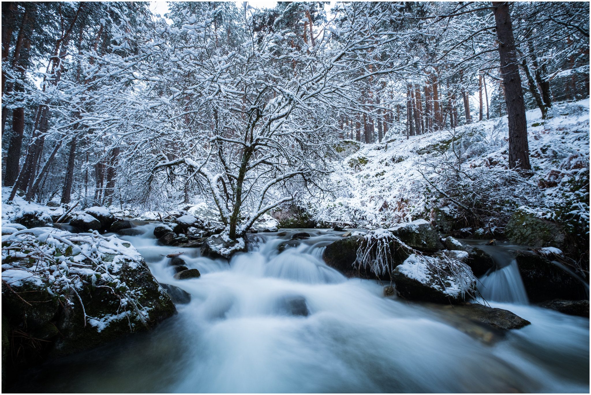 Fujifilm X-Pro2 + Fujifilm XF 10-24mm F4 R OIS sample photo. Whater tree and snow 3 photography