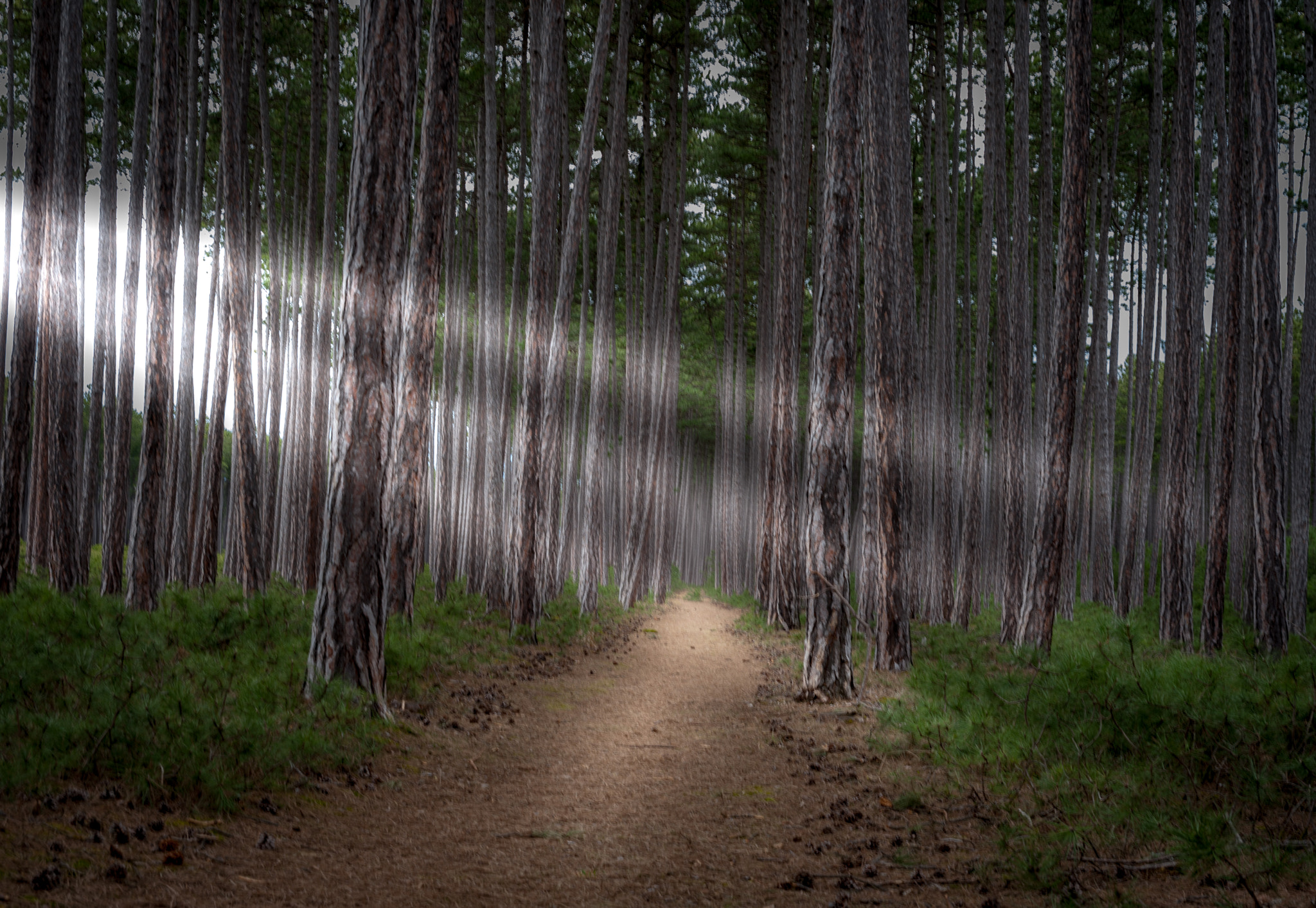 Sigma 24-70mm F2.8 EX DG HSM sample photo. Forest photography