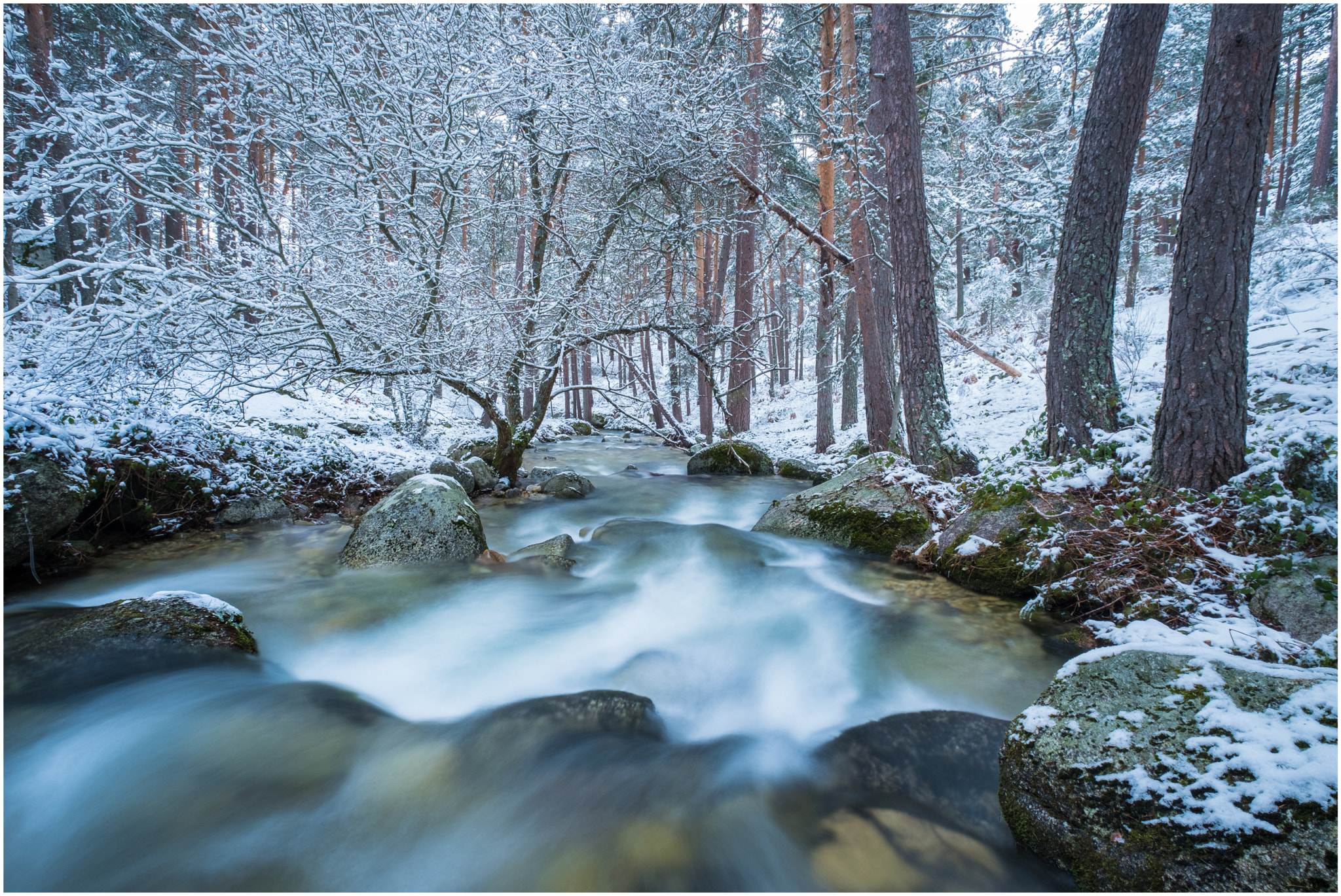 Fujifilm X-Pro2 + Fujifilm XF 10-24mm F4 R OIS sample photo. Whater tree and snow 2 photography