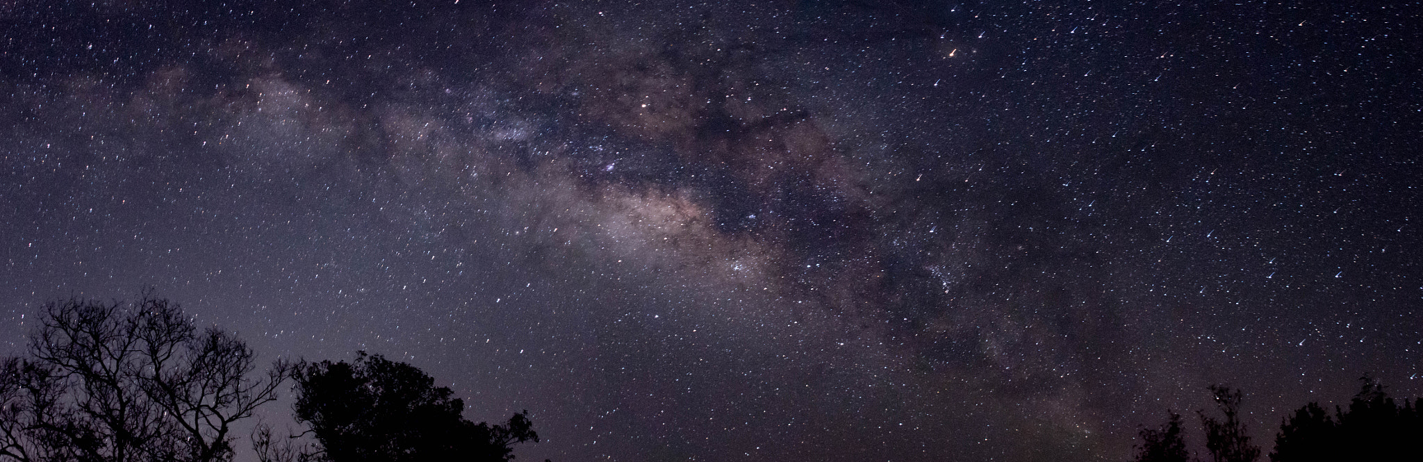 Nikon D500 sample photo. Florida everglades milky way photography