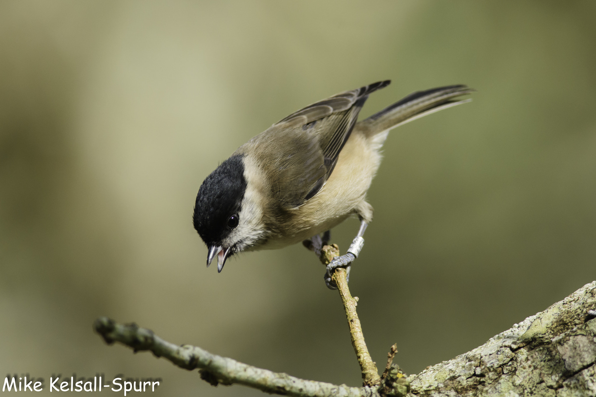 Nikon D7200 + Nikon AF-S Nikkor 300mm F4D ED-IF sample photo. Marsh tit exploring photography