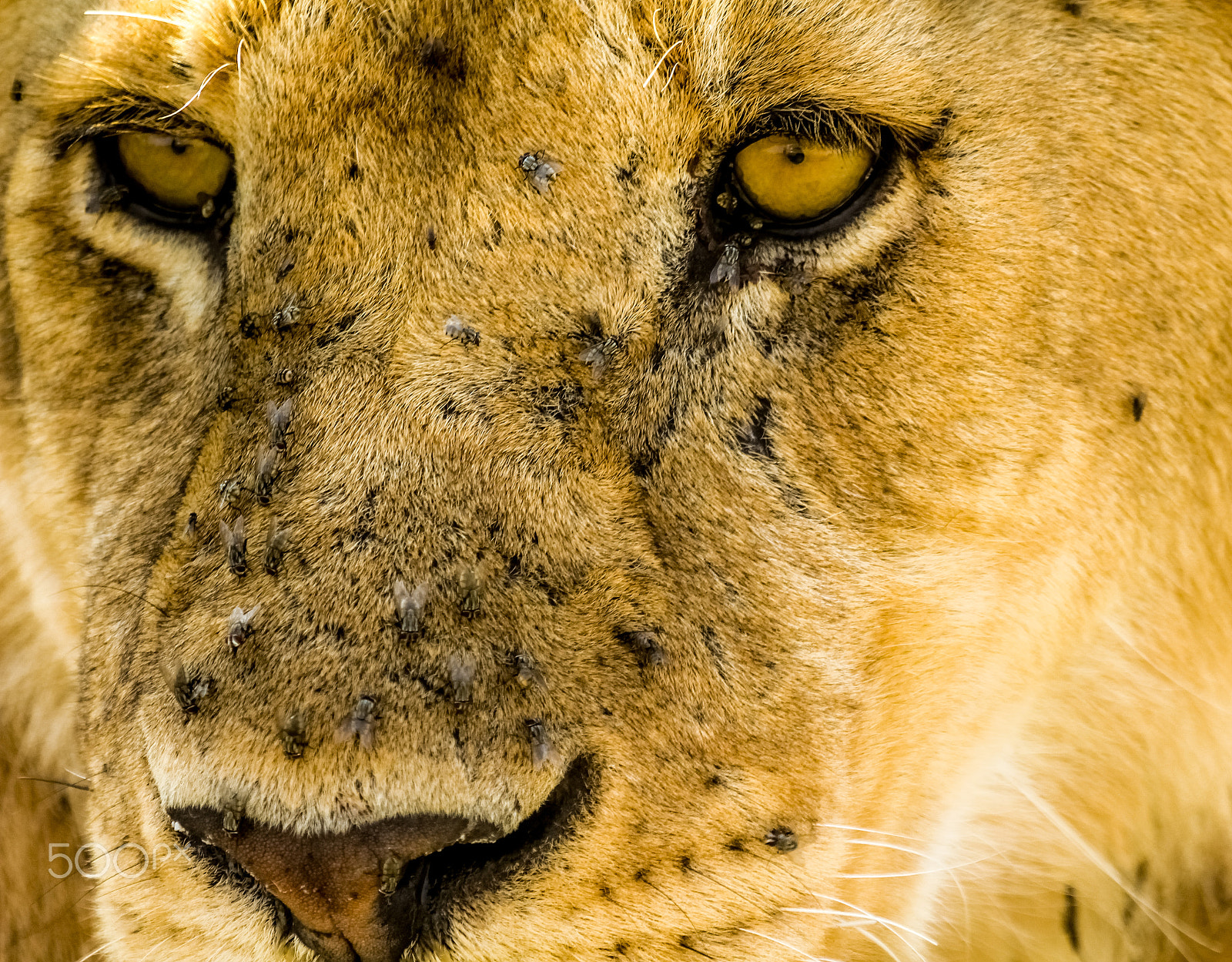Canon EF 100-400mm F4.5-5.6L IS USM sample photo. Eye of the lioness photography