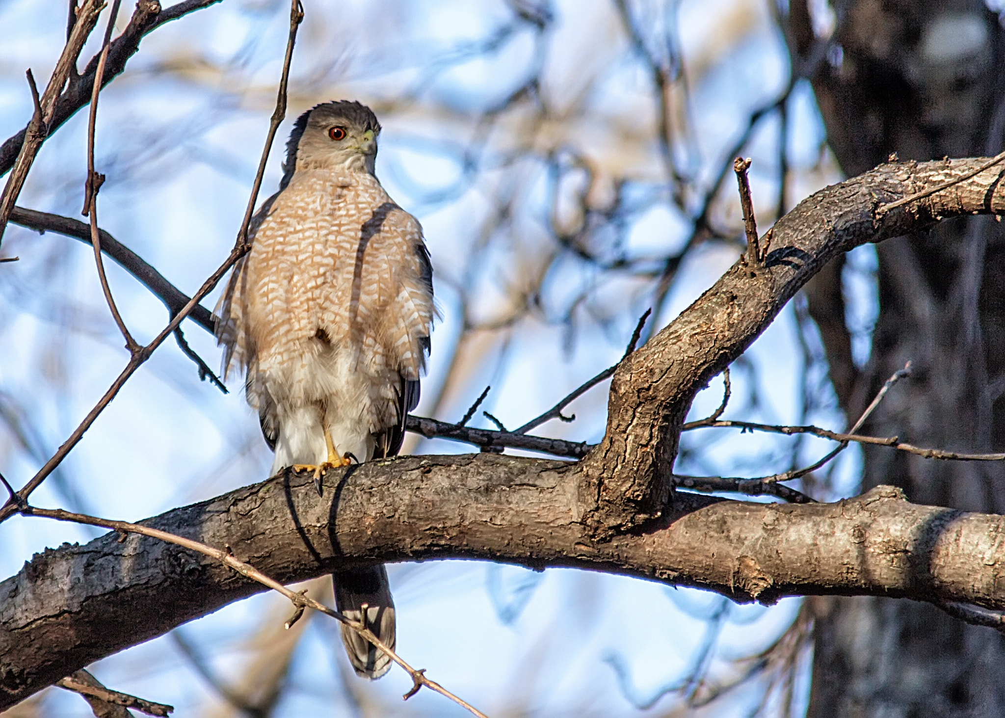 Canon EOS 60D + Sigma 150-500mm F5-6.3 DG OS HSM sample photo. Coopers hawk photography