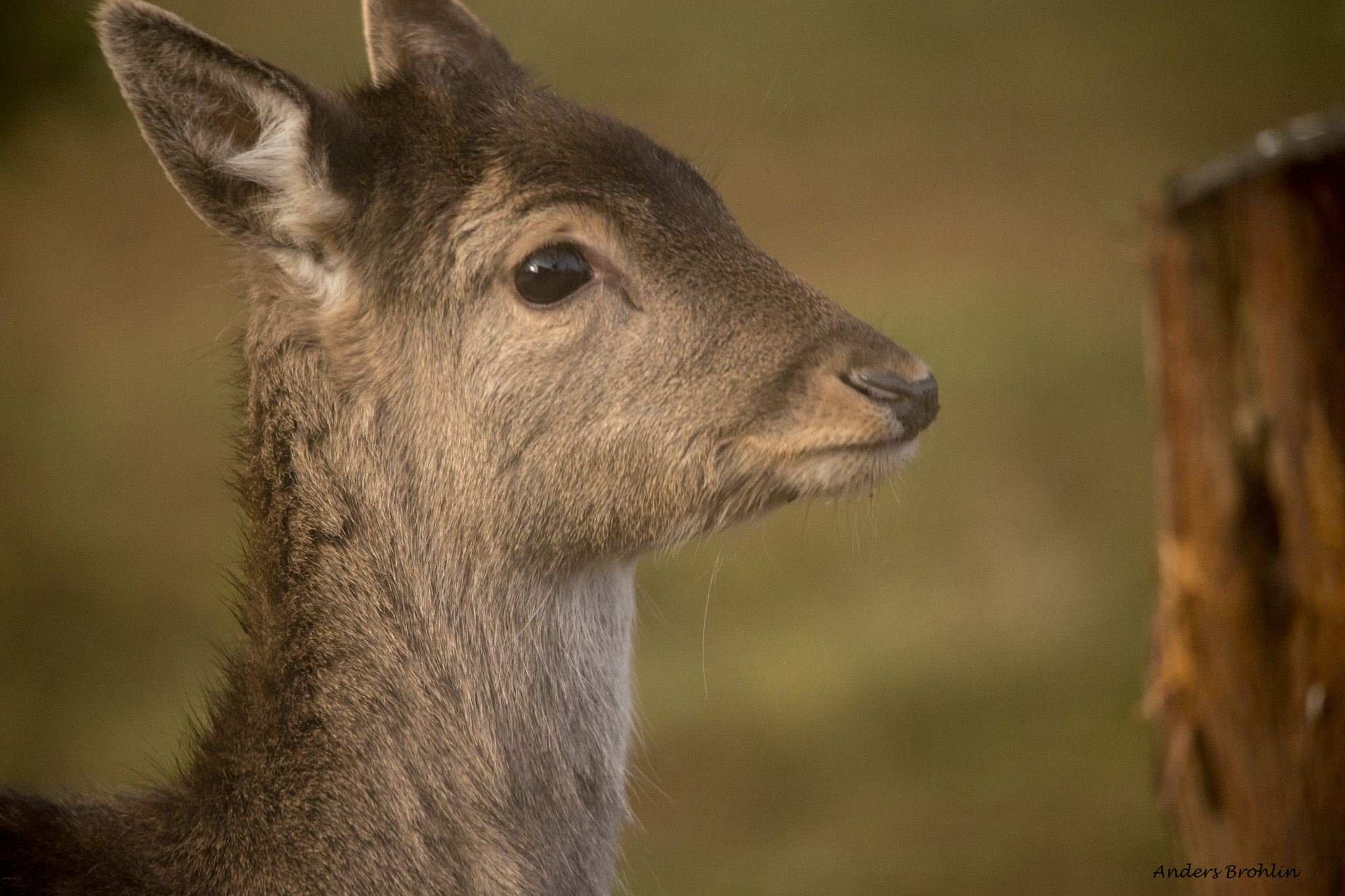 Sigma 150-500mm F5-6.3 DG OS HSM sample photo. Fallow deer 1 photography