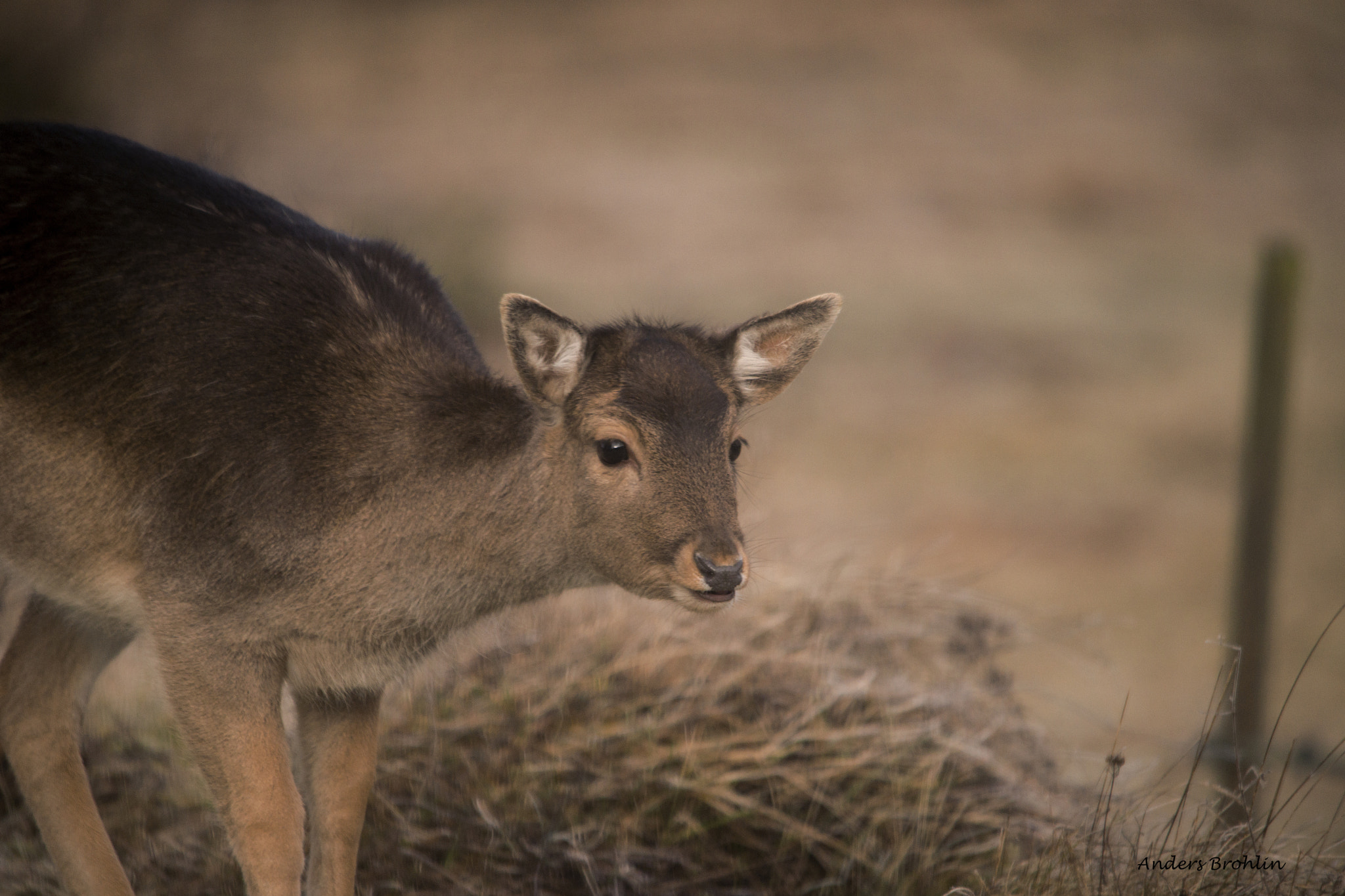 Sony a99 II + Sigma 150-500mm F5-6.3 DG OS HSM sample photo. Fallow deer 2 photography