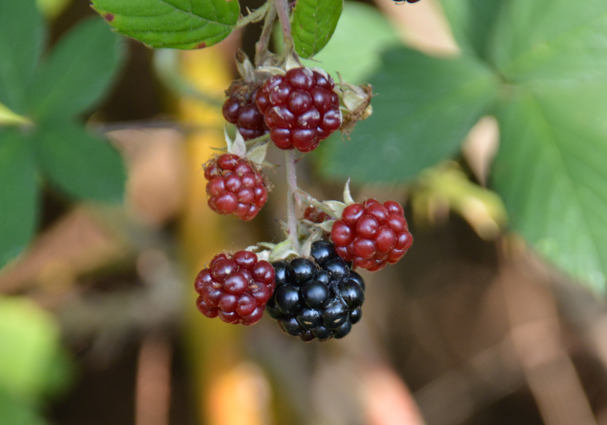 Sigma 18-250mm F3.5-6.3 DC Macro OS HSM sample photo. Berrys photography