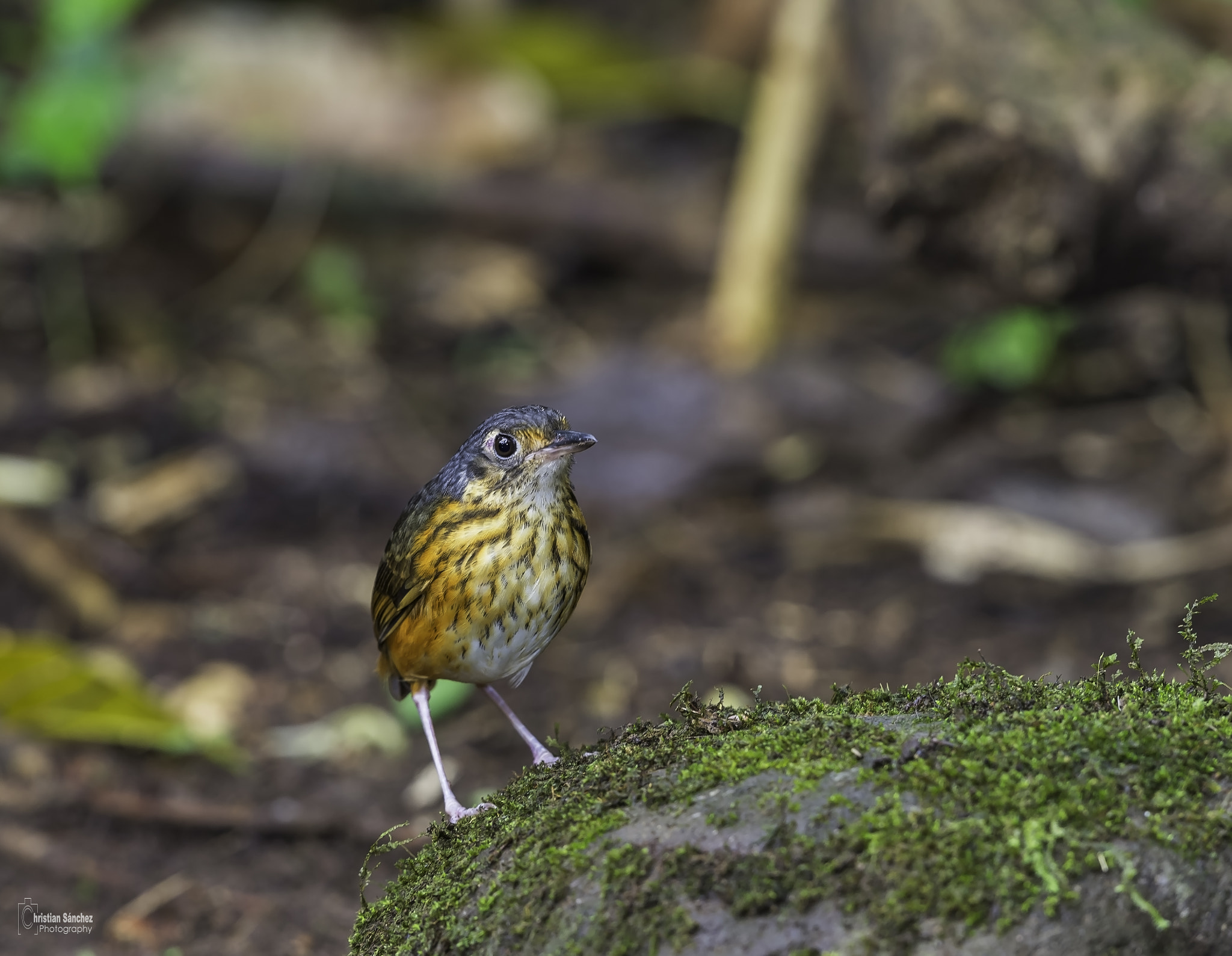 Nikon D4 sample photo. Thicket antpitta photography