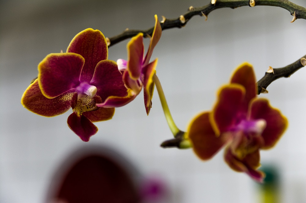 Sigma 18-250mm F3.5-6.3 DC Macro OS HSM sample photo. Copy photography