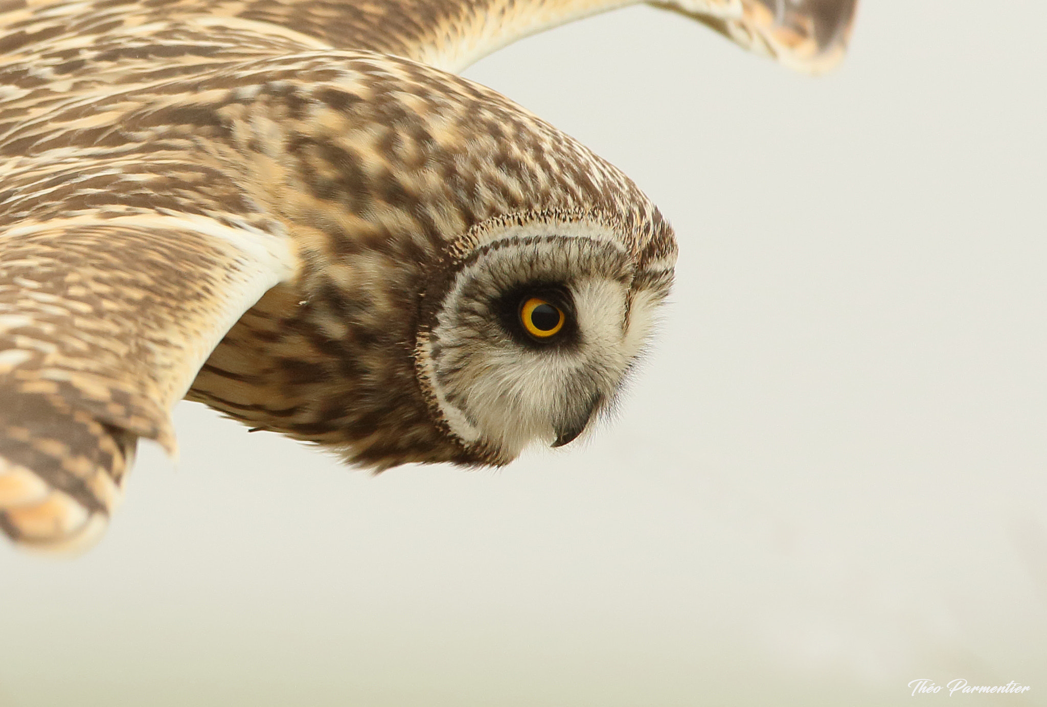 Canon EF 300mm F2.8L IS USM sample photo. Short eared owl hibou des marais photography
