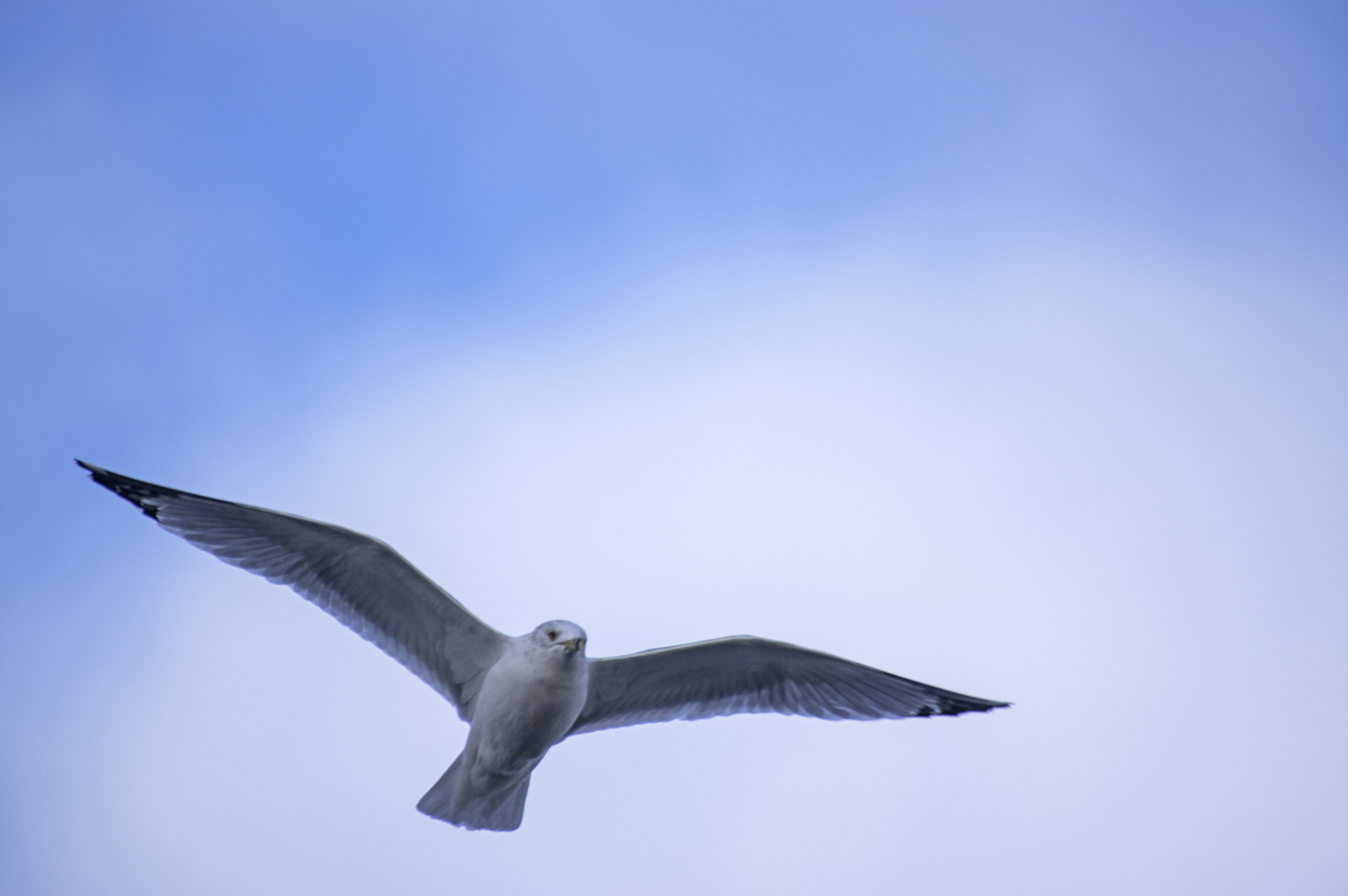 Pentax K-3 II sample photo. Gull in flight photography