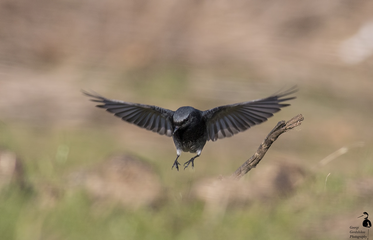 Canon EOS 70D + Canon EF 400mm F5.6L USM sample photo. Black redstart photography