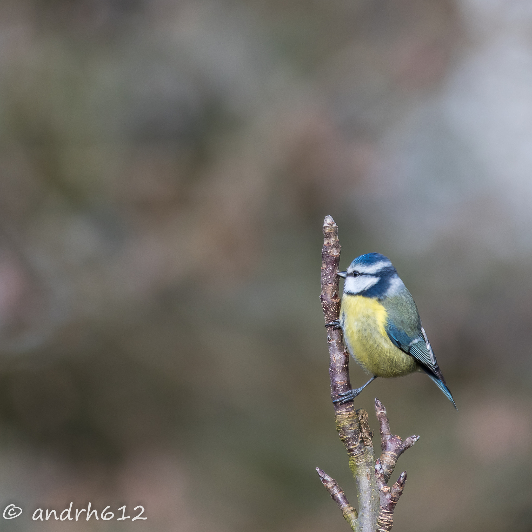 Sigma 70-200mm F2.8 EX DG OS HSM sample photo. Mésange bleue photography