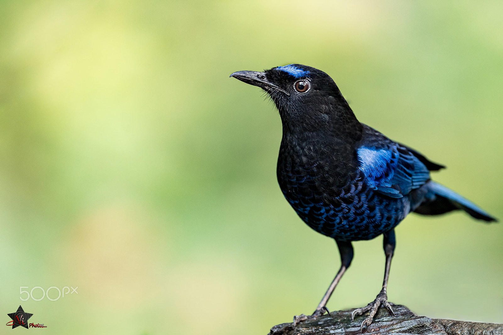 Nikon AF-S Nikkor 600mm F4E FL ED VR sample photo. Malabar whistling thrush photography