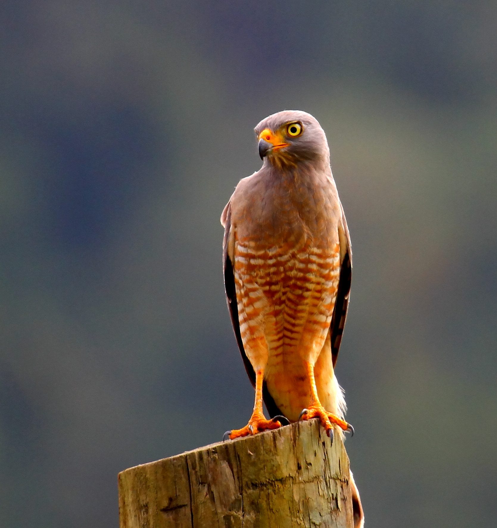 Canon EF 100-400mm F4.5-5.6L IS USM sample photo. Road-side hawk photography