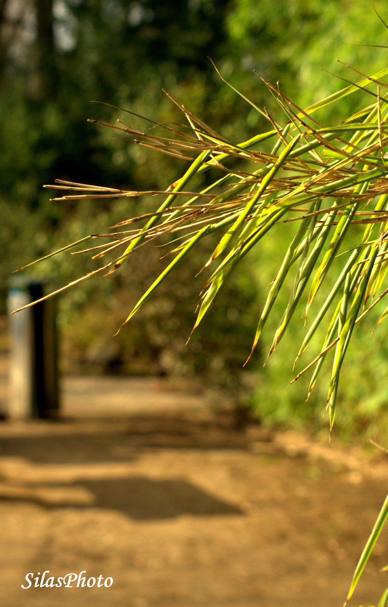 Sigma 55-200mm f/4-5.6 DC sample photo. Little tree photography