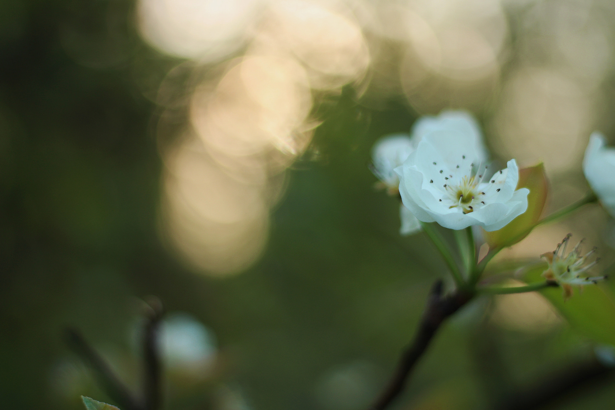 Canon EOS 100D (EOS Rebel SL1 / EOS Kiss X7) + Canon EF 50mm F1.8 STM sample photo. Flower photography