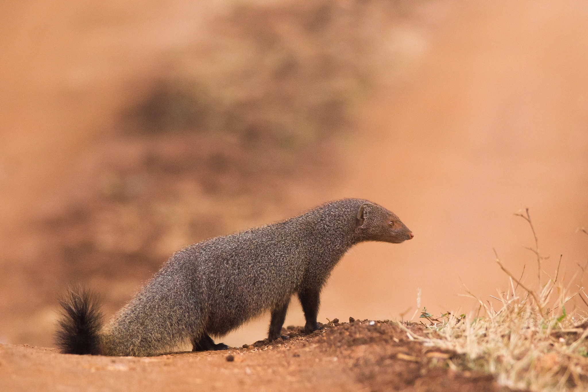 Nikon D7100 + Nikon AF-S Nikkor 300mm F4D ED-IF sample photo. Ruddy mongoose photography