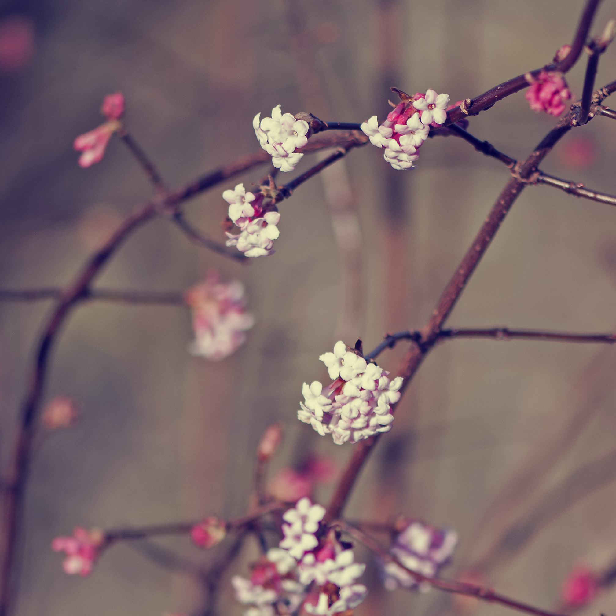 Nikon AF-S Micro-Nikkor 105mm F2.8G IF-ED VR sample photo. . photography