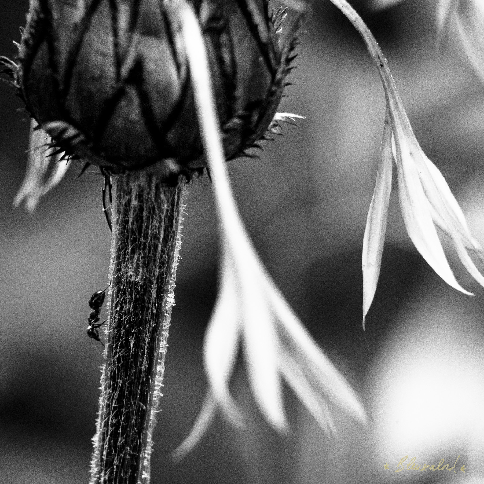 Nikon D800 sample photo. " descensio ". photography