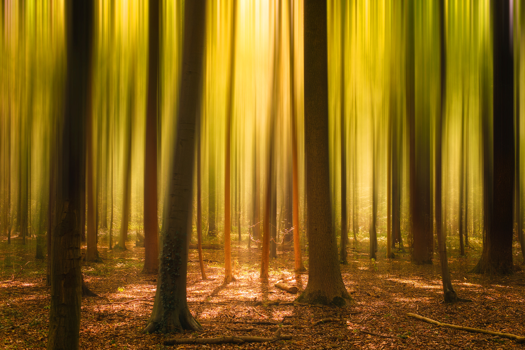 Sigma 30mm F2.8 EX DN sample photo. A forest photography