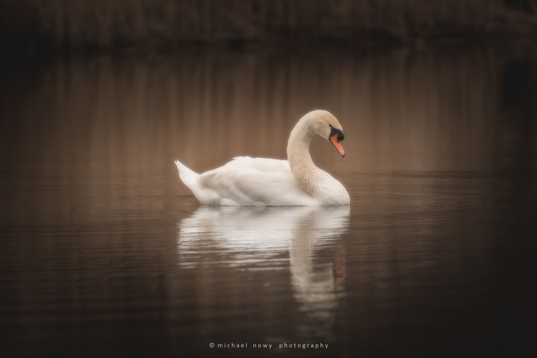Canon EOS 70D + Canon EF 70-200mm F2.8L USM sample photo. Swan photography