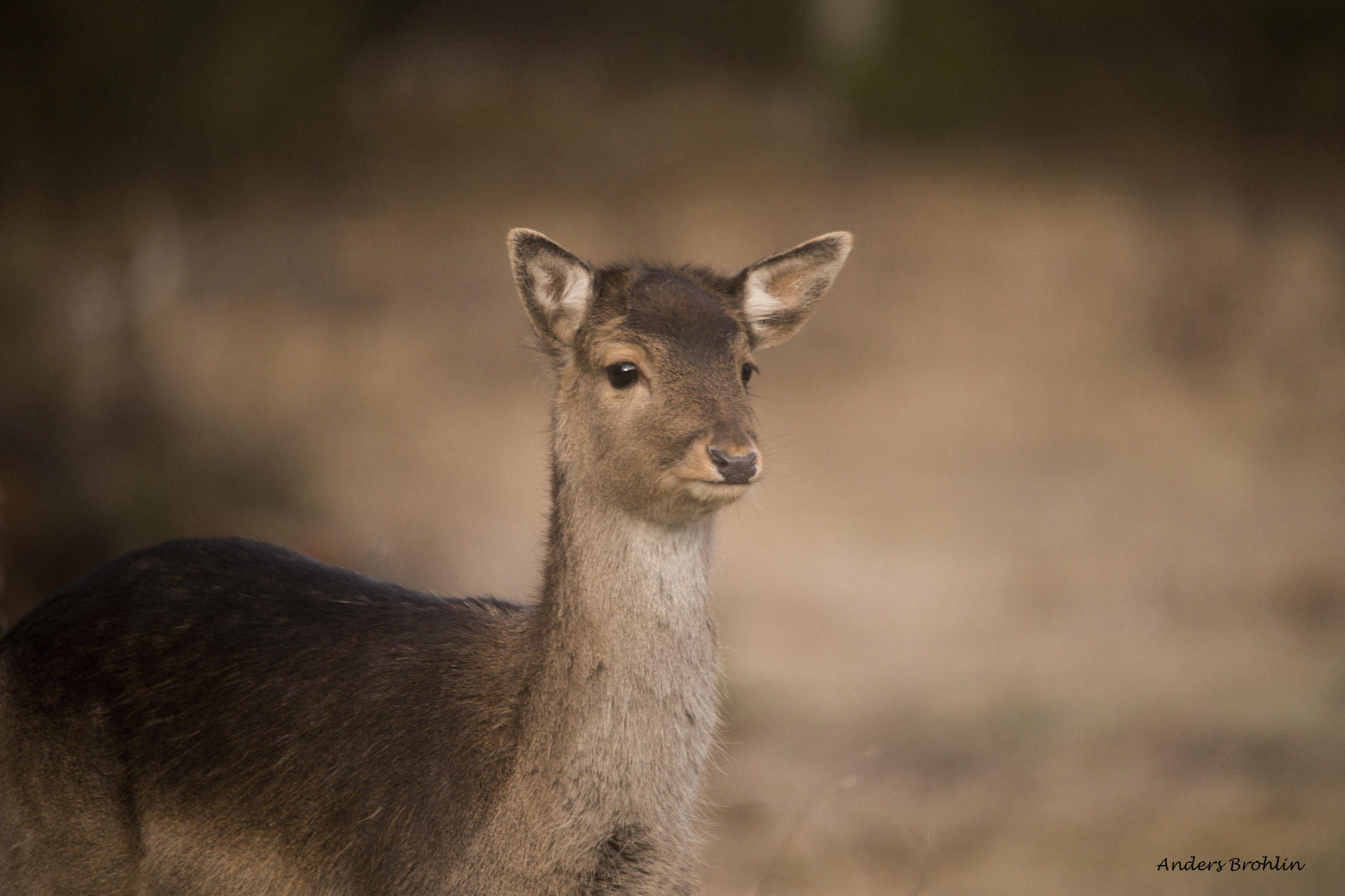 Sigma 150-500mm F5-6.3 DG OS HSM sample photo. Fallow deer 3 photography
