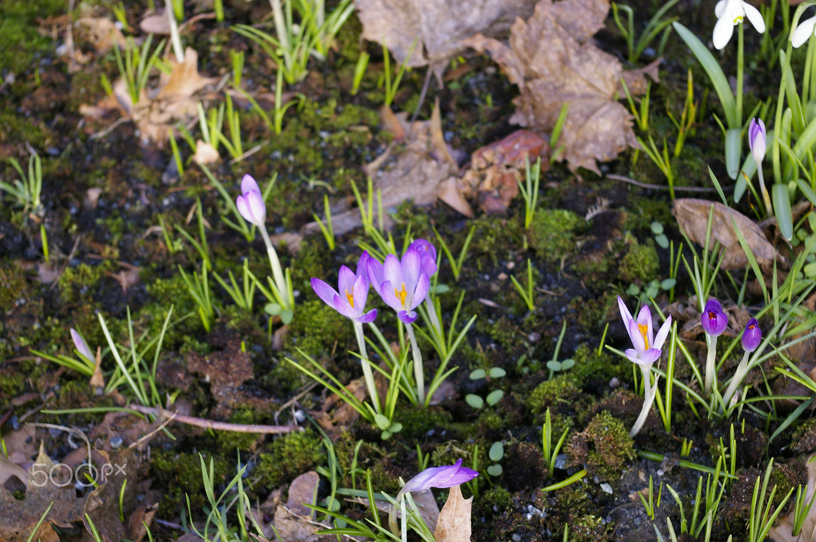 Pentax K100D Super sample photo. Spring is cuming photography