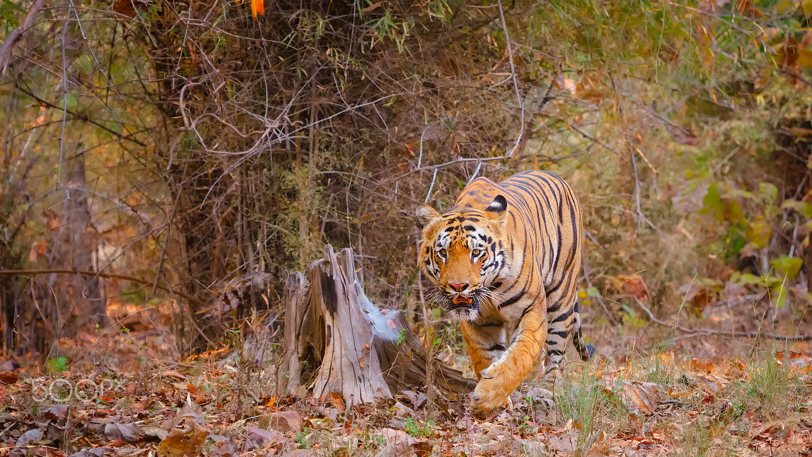 Nikon AF-S Nikkor 70-200mm F2.8G ED VR II sample photo. Gabbar = this is my home photography