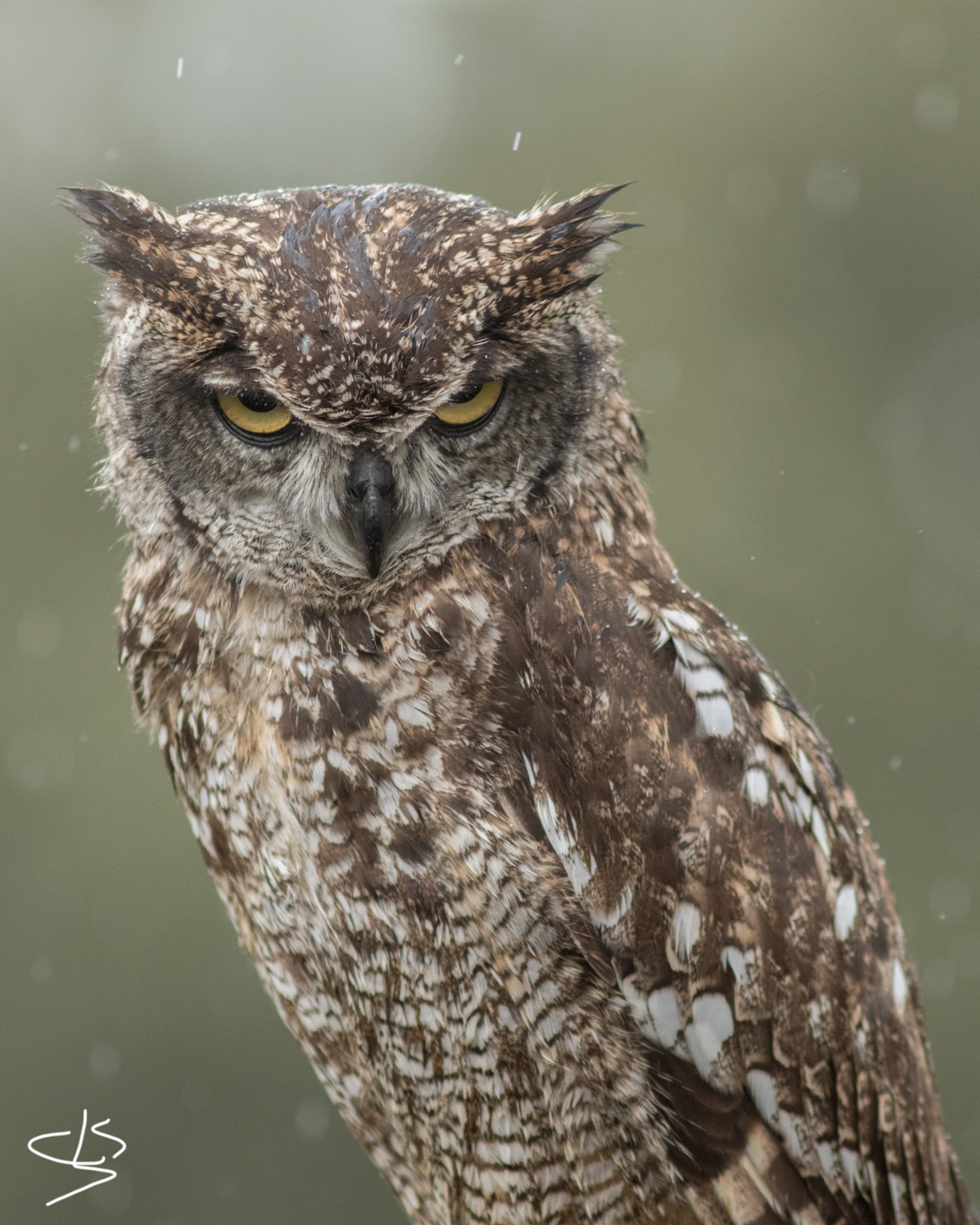 Canon EF 300mm F4L IS USM sample photo. Búho africano photography