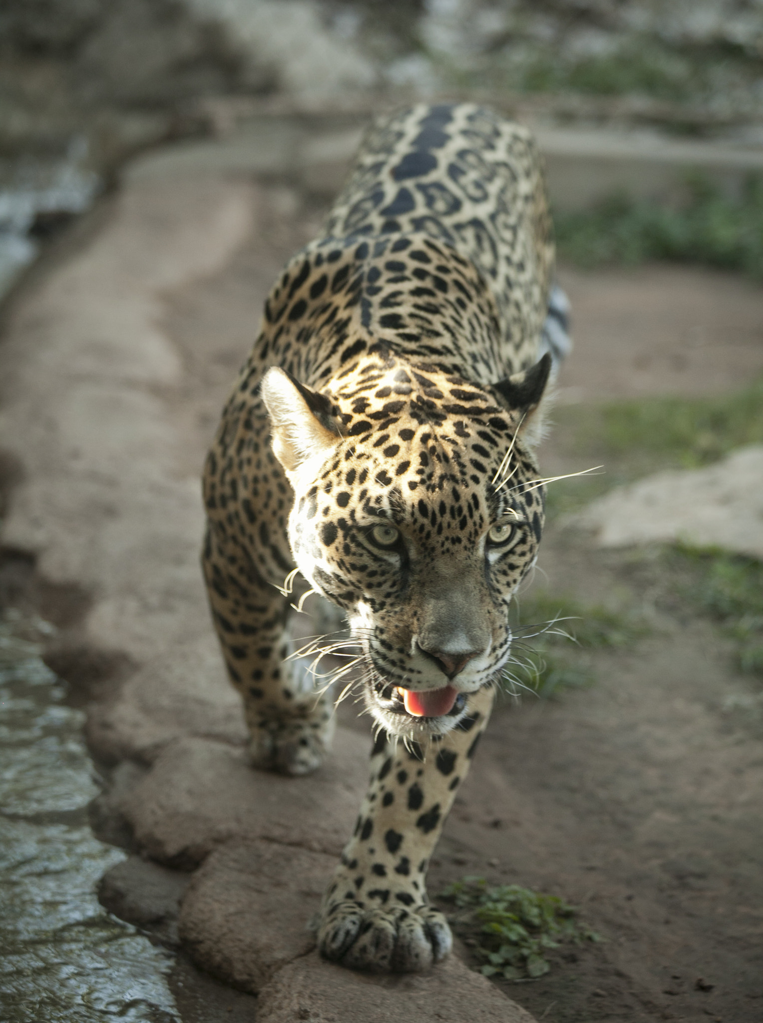 Canon EF 70-300mm F4-5.6 IS USM sample photo. Mg photography