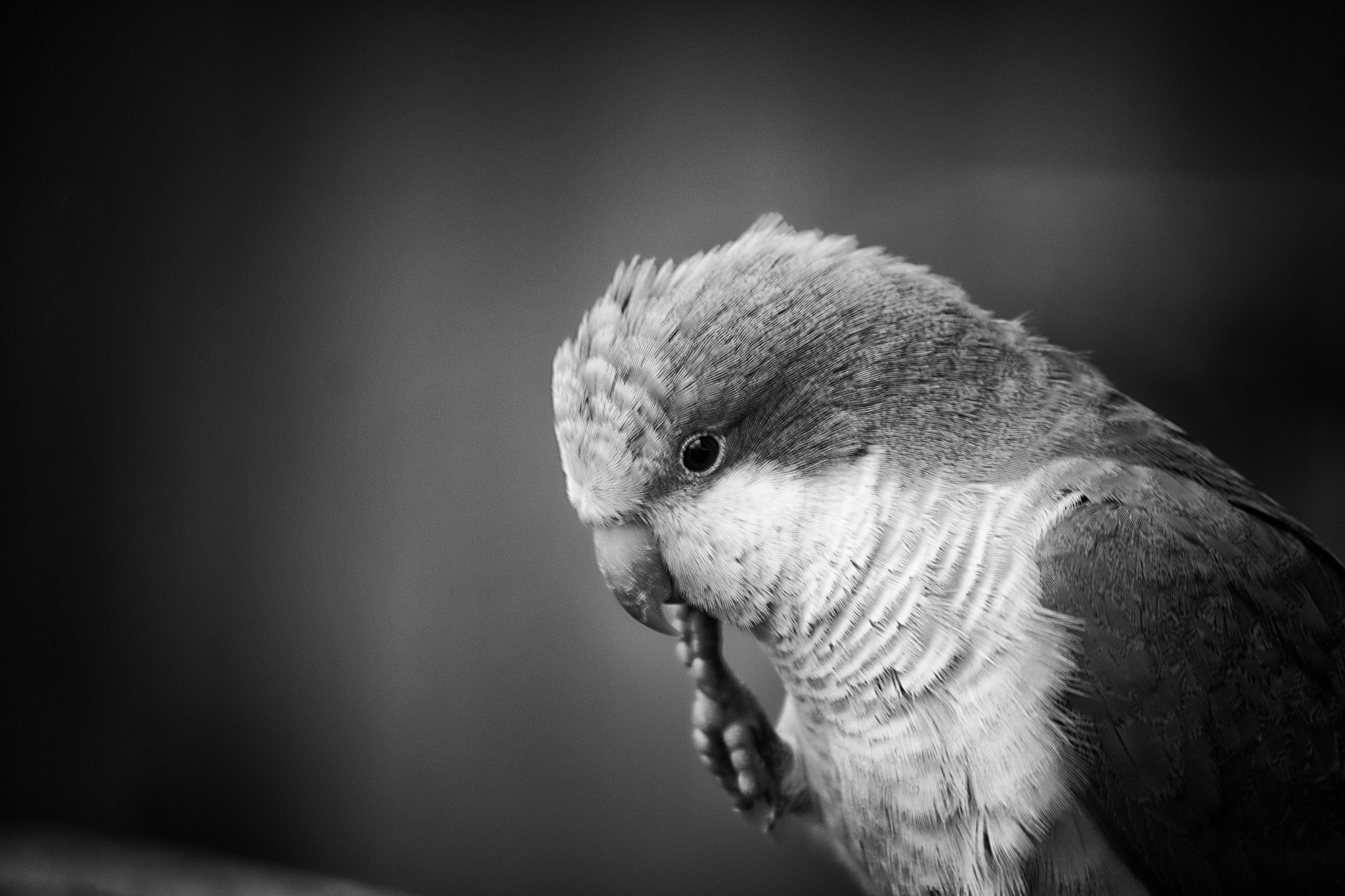 Canon EF-S 55-250mm F4-5.6 IS sample photo. The bird photography