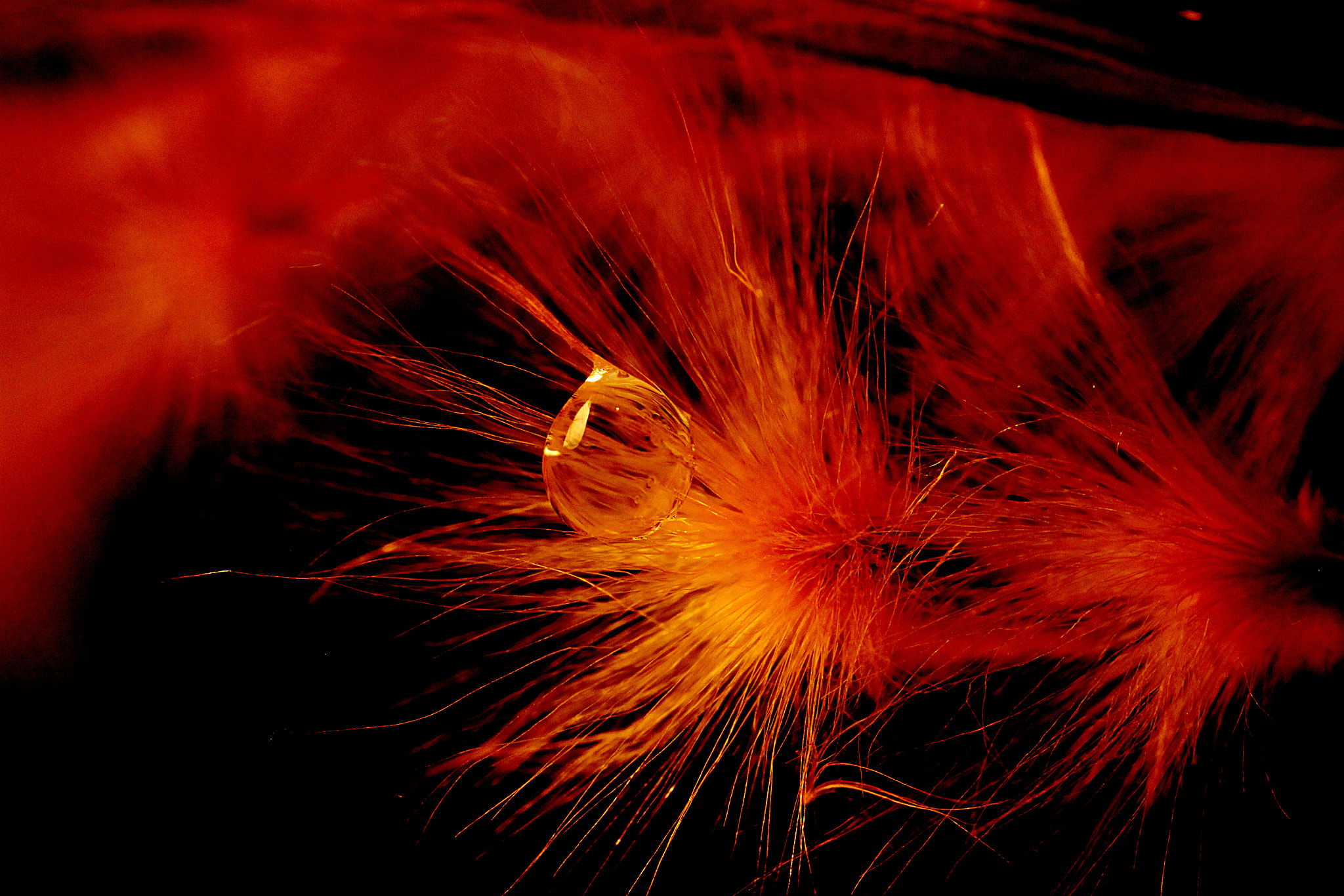 Sigma 105mm F2.8 EX DG OS HSM sample photo. A hot drop photography