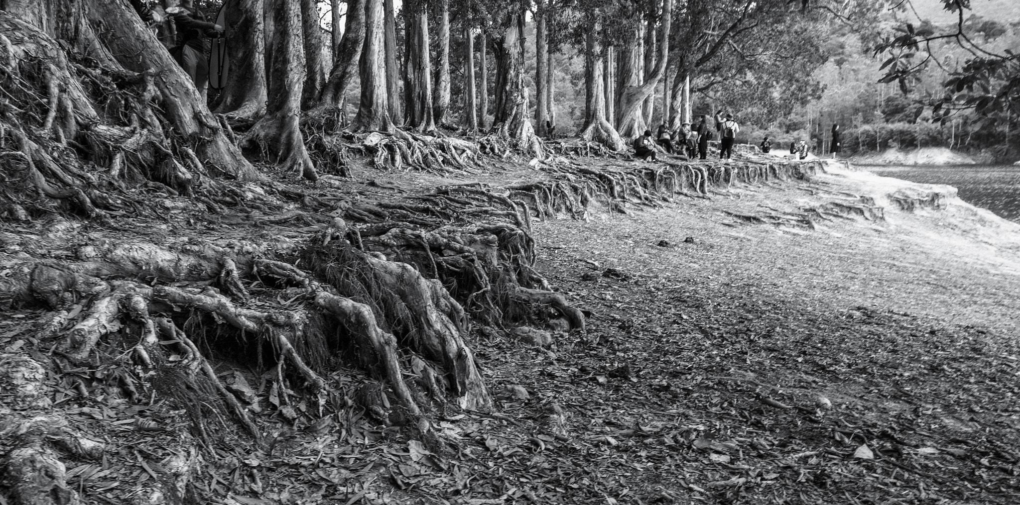 Samsung NX 16mm F2.4 Pancake sample photo. Roots photography